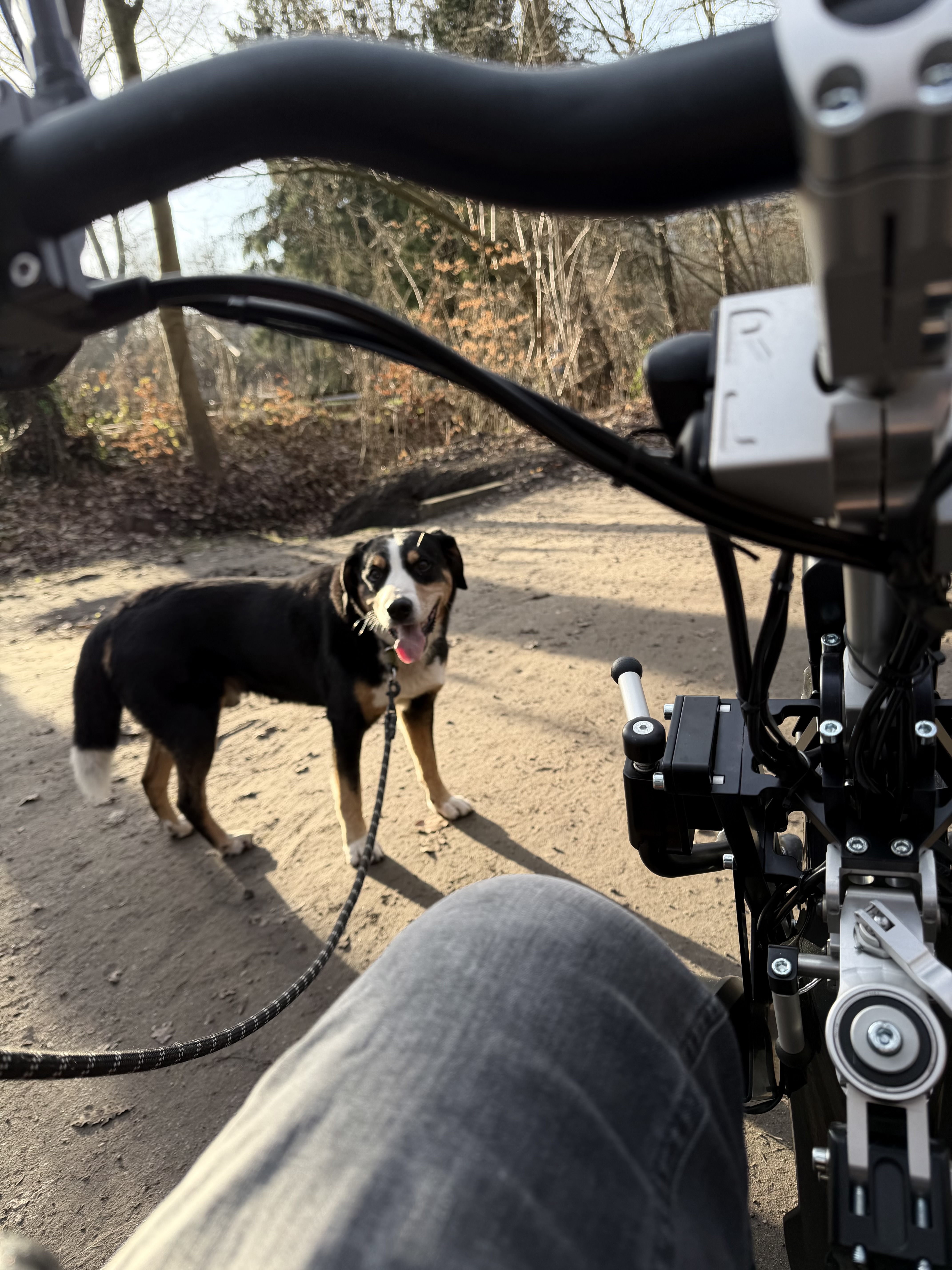 Zurück im Wald mit Konrad
