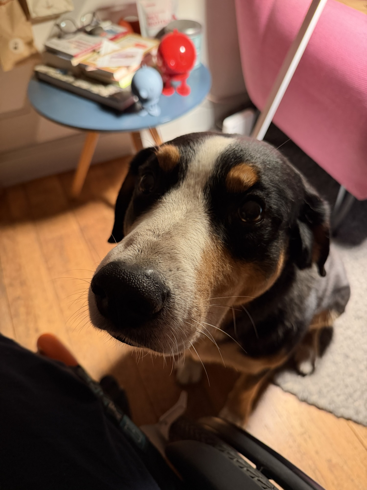 Hunderunde – allein!